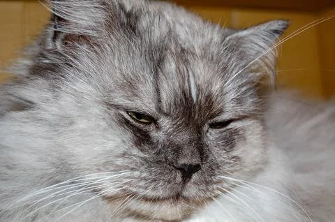 Close-up of a Fluffy Gray Cat's Face with Slanted Eyes Stock Photos