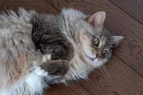 Close up of fluffy gray long haired cat with green eyes lying on wooden floor 库存照片