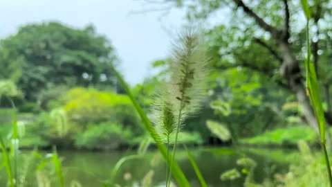 Close up of fluffy green foxtail grass swaying gently in a summer park Video stock 342217793