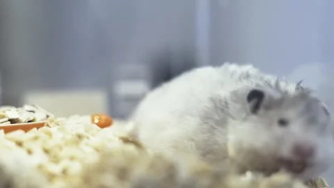 Close-up of a fluffy grey and white hamster yawning with its mouth wide ope.. Video stock 331452931