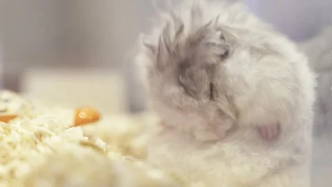 Close-up of a fluffy grey and white long-haired hamster grooming itself in .. 스톡 동영상 331629153