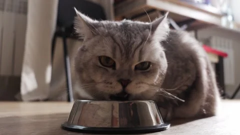 Close-up of a fluffy grey cat eating from a metal bowl on a wooden floor Stock Footage 339193805