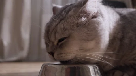 Close-up of a fluffy grey cat eating from a metal bowl indoors Stock Footage 339194108