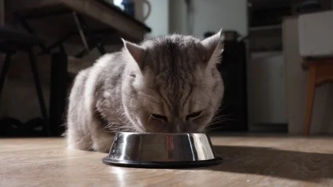 Close-up of a fluffy grey cat eating from a metal bowl on a wooden floor Stock Footage 339199884