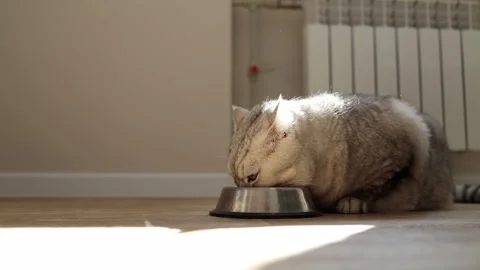 Close-up of a fluffy grey cat eating from a metal bowl on a wooden floor Stock Footage 339209586