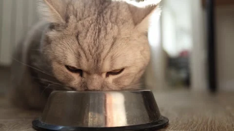Close-up of a fluffy grey cat eating from a metal bowl on a wooden floor Vidéo 339209748