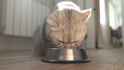 Close-up of a fluffy grey cat eating from a metal bowl on a wooden floor Stock Footage 339209780