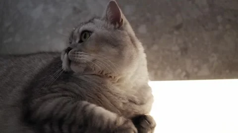 Close-up of a fluffy grey cat with green eyes resting peacefully indoors Stock Footage 339210382