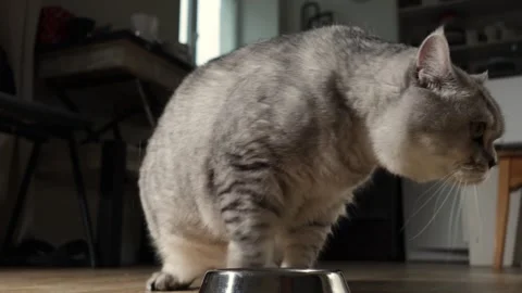 Close-up of a fluffy grey tabby cat with distinct stripes eating from a metal Stock Footage 339199837