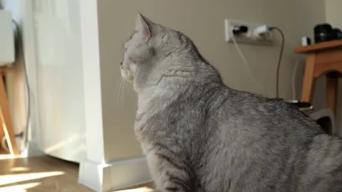 Close-up of a fluffy grey tabby cat sitting indoors near a window Stock Footage 339207545