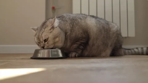 Close-up of a fluffy grey tabby cat eating from a metal bowl on a wooden floor Stock Footage 339209202