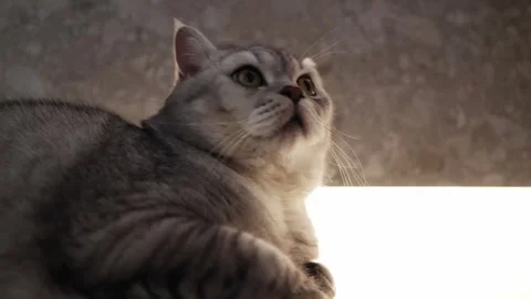 Close-up of a fluffy grey tabby cat with green eyes looking upwards Stock Footage 339210313