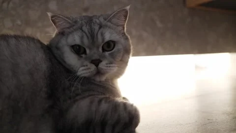 Close-up of a fluffy grey tabby cat with striking green eyes looking at the Stock Footage 339210765