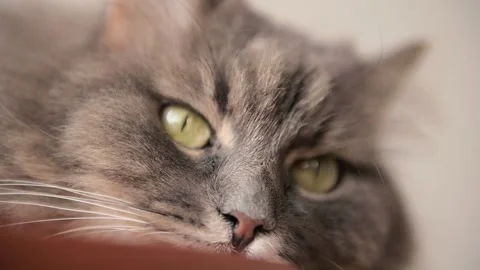 Close up of a fluffy lazy cat resting and looking at camera Stock Footage 237901902