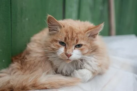 Close up of fluffy, light buff orange kitten with blue eyes. 2 months old kit Foto stock