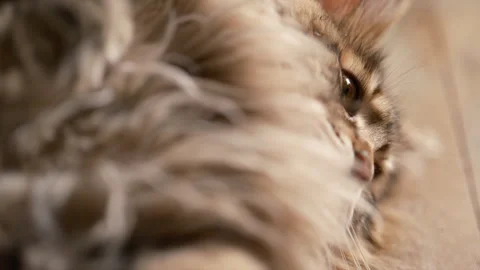 Close up fluffy long haired tabby cat on a wooden floor in warm Stock Footage 337135180
