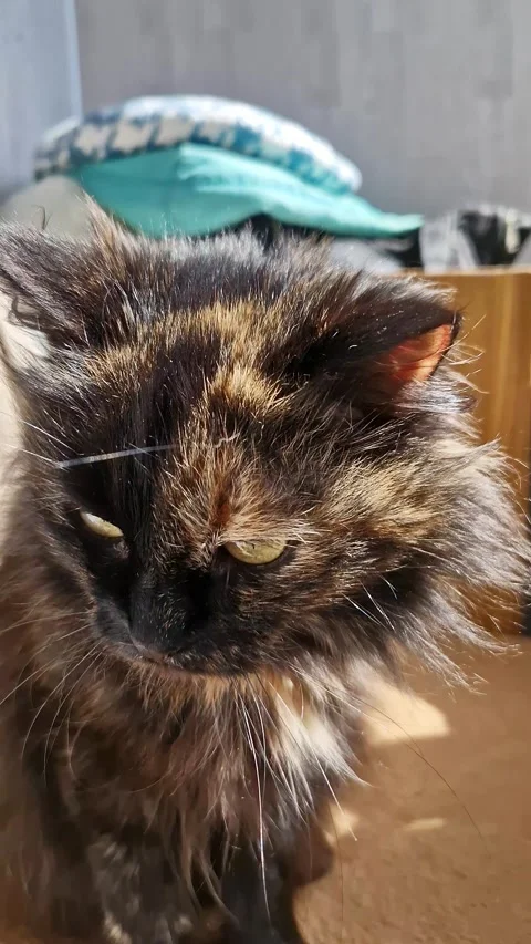 Close Up of a Fluffy Long-Haired Tabby Cat Resting on a Wooden Chair Video stock 339002372