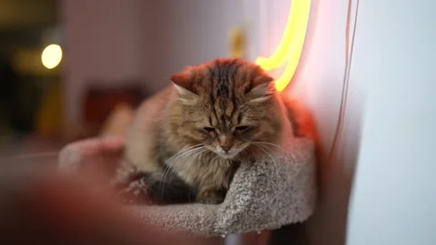 Close-up of fluffy long haired tabby cat rests on cat tree perch next to warm Stock Footage 342765121