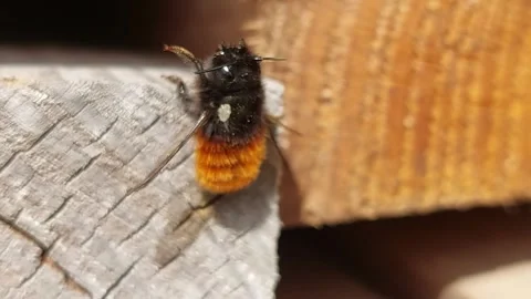 Close up of a fluffy mason bee sitting on a wooden beam in sunlight Stock Footage 333641644