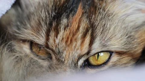 Close-up of fluffy Norwegian cat with yellow eyes, slow motion 4K, capturing Stock Footage 295367165