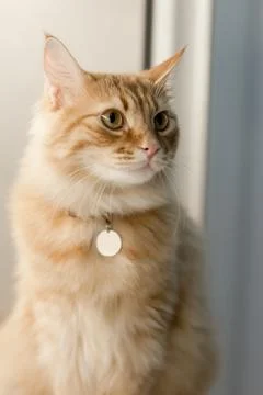 A close-up of a fluffy orange cat with sharp, golden eyes Stock Photos