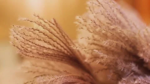 Close up of fluffy pampas grass in warm light Видео 345833507