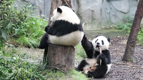 Close up Fluffy Panda, Chengdu Panda Base, China Stock Footage 150228928