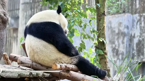 Close up Fluffy Panda , Chengdu Panda Base, China Stock Footage 246185848
