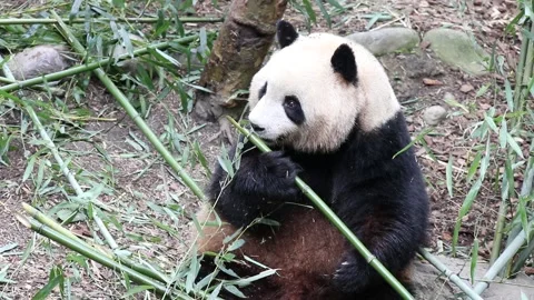 Close up Fluffy Panda, Mei Lan aka Rou R... | Stock Video | Pond5