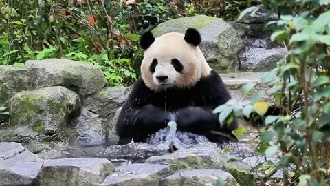 Close up Fluffy Panda , Mei Lan aka Rou Rou Stock Footage 246185862