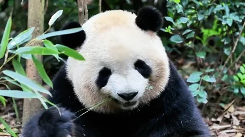 Close up Fluffy Panda , Mei Lan aka Rou Rou Stock Footage 246185876
