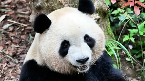 Close up Fluffy Panda , Mei Lan aka Rou Rou Stock Footage 246185880