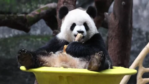 Close up Fluffy panda, Yu Ai, sitting on the Yellow Moving Bowl, Chongqing,.. Stock Footage 322616825