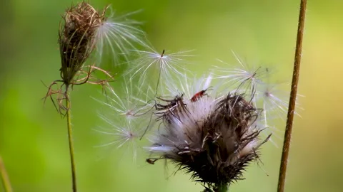 Close-up. Fluffy Parachutes of Thistle. White fluff of a dry flower. Video stock 312052811