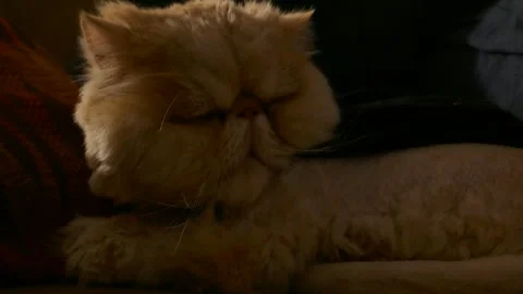 Close-up of a fluffy Persian cat peacefully sleeping indoors on a couch Stock-Footage 317911152