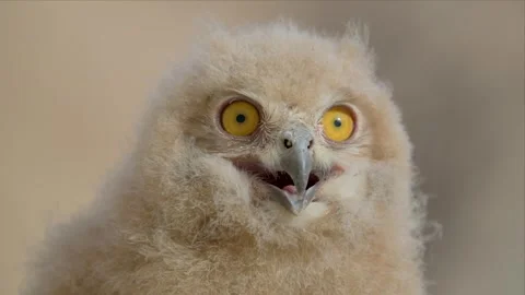 Close-Up of a Fluffy Pharaoh Eagle-Owl Chick's Face With Wide Yellow Eyes Stock Footage 342487101