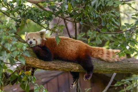 Close up of a fluffy red panda lying on a tree branch Stock Photos