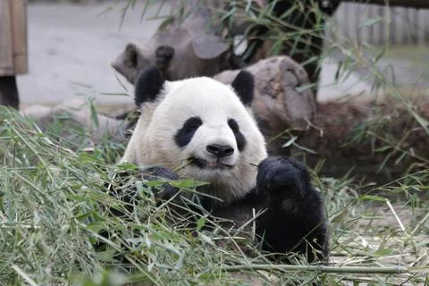 Close up Fluffy Round face panda in Chengdu Panda Base Stock Photos