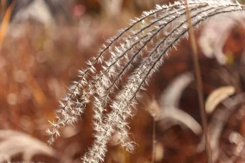 Close Up of Fluffy Silver Grass with Soft Bokeh Background Photos