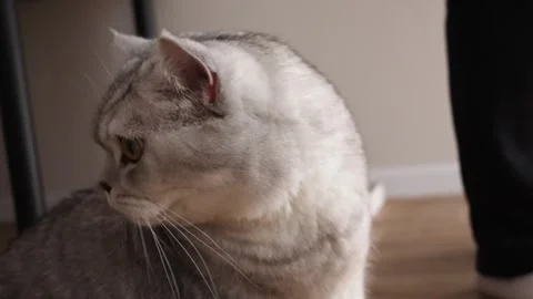 Close-up of a fluffy silver tabby cat licking its nose with its tongue out Stock Footage 339194422