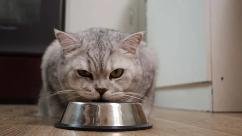 Close-up of a fluffy silver tabby cat eating from a metal bowl on a wooden floor Stock Footage 339194703