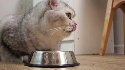 Close-up of a fluffy silver tabby cat looking intently at an empty metal food Stock Footage 339194784