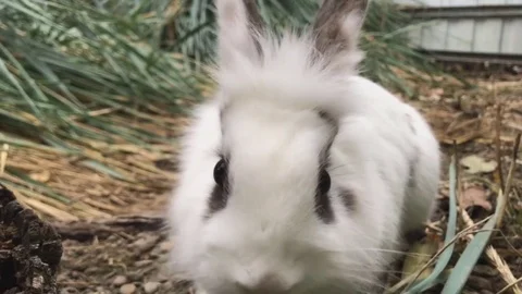 Close-up of fluffy small white rabbit eating green grass on field, funny animal Stock Footage 81631267