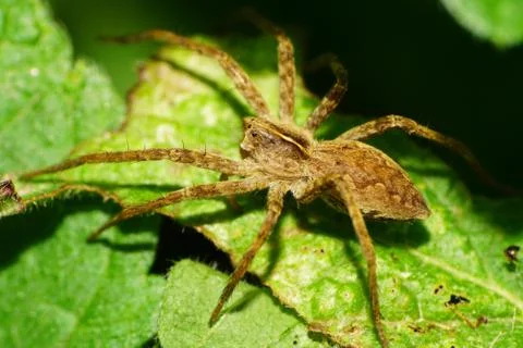 Close-up of a fluffy spider of a wolf family Lycosidae on a leaf of a nettle Stock Photos