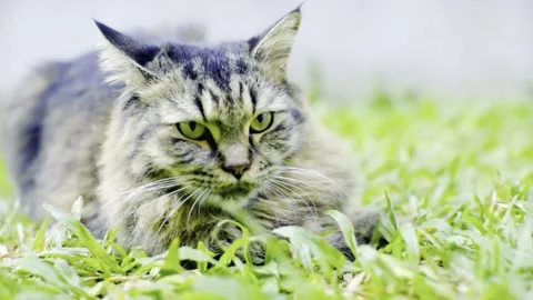 Close-up of a Fluffy Tabby Cat Lying on Green Grass Stock Footage 339645569