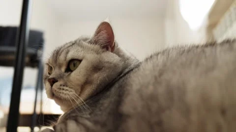 Close-up of a fluffy tabby cat walking indoors with soft natural light Stock Footage 339208514