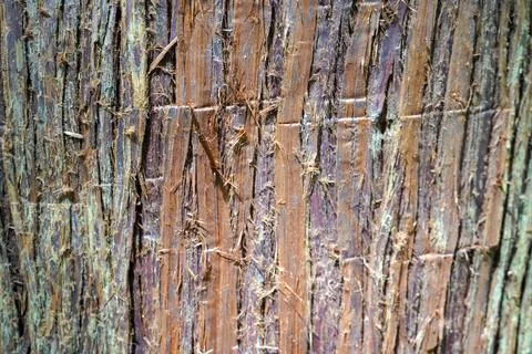 Close up of fluffy tree bark Stock Photos