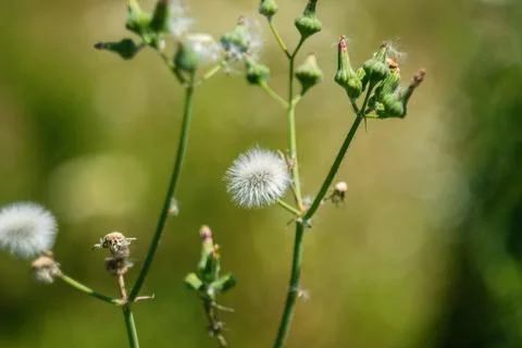 Close-up of fluffy white dandelion seed heads and green buds on stems in a .. Foto stock