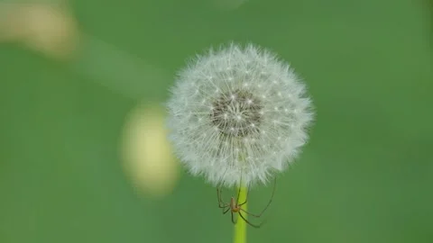 Close-up of a fluffy white dandelion with tiny spider Stock Footage 337752844