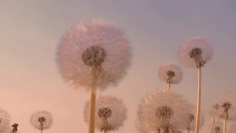 Close up of fluffy white dandelions. Dandelions against the sky Stock Footage 99481409